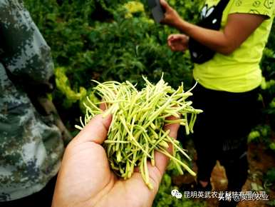 绥阳县小关乡金银花栽培技术、金银花栽培技术及管理