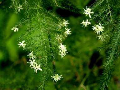 盆景芦笋养护，芦笋怎么养护？