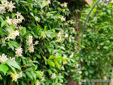 茉莉的花语和寓意简短，风车茉莉的花语是什么？