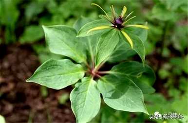 种植重楼独角莲，如何种植重楼苗