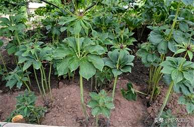 种植重楼独角莲，如何种植重楼苗