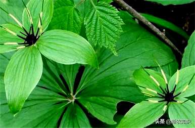 种植重楼独角莲，如何种植重楼苗