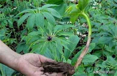 种植重楼独角莲，如何种植重楼苗