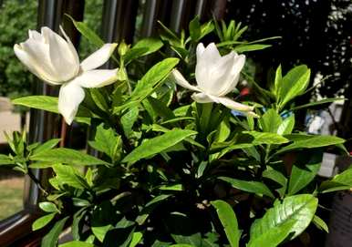 怎样养栀子花，怎样养栀子花？