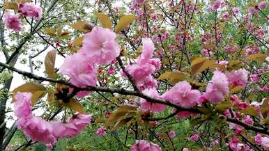 樱花的花语是什么，它代表什么，樱花的花语是什么