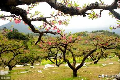 在哪里学习果树种植技术，在哪里学习果树种植技术