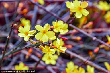 像迎春花这样的花叫什么名字，什么叫迎春花？