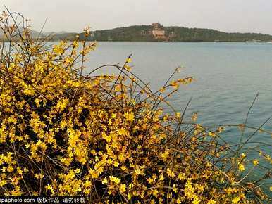 像迎春花这样的花叫什么名字，什么叫迎春花？