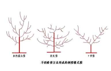 老杏树的剪枝，杏树怎么剪枝