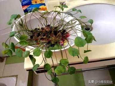 如何种植碗莲，如何种植碗莲？