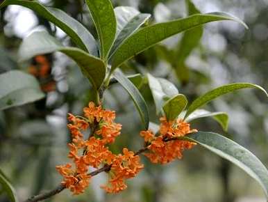 桂花种植基地在哪里，如何种植金桂花树苗？