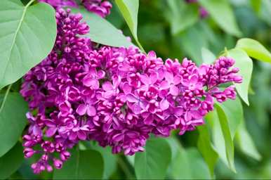 丁香花代表什么象征意义，丁香花的寓意和象征作文