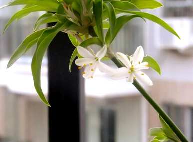 金边吊兰开花好吗？金边吊兰开花怎么办？