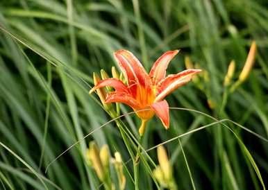 宿根耐寒耐热花期长的花有哪些耐寒多年生宿根花？