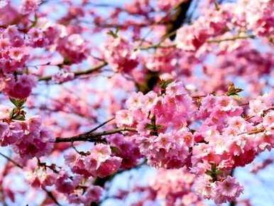 樱花种子发芽多久，蓝樱花何时发芽开花？