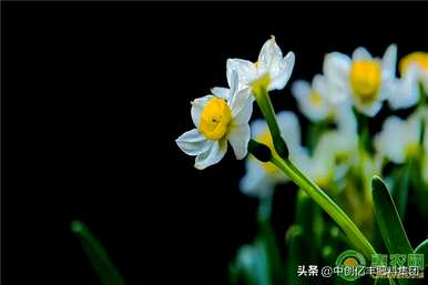 扭扭棒水仙花盆栽，如何养水仙花盆栽