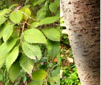 山毛榉是常绿还是落叶植物