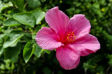 芙蓉花的寓意是什么，在坟墓边种芙蓉花的寓意是什么？