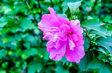 芙蓉花的寓意是什么，在坟墓边种芙蓉花的寓意是什么？