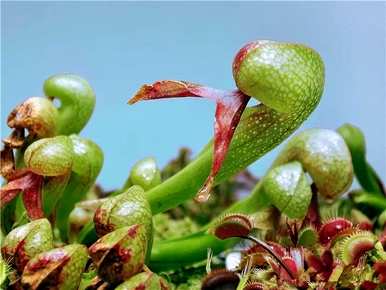 适合夏季种植的盆栽花，夏季种什么花比较好？