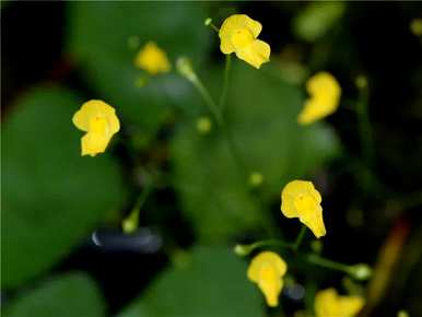 适合夏季种植的盆栽花，夏季种什么花比较好？