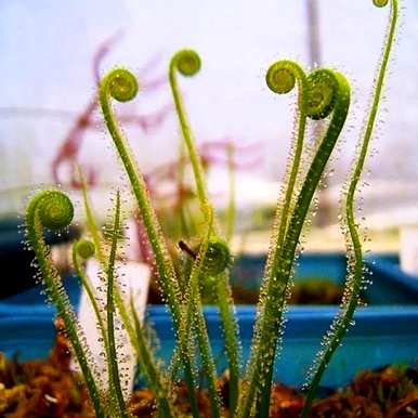 适合夏季种植的盆栽花，夏季种什么花比较好？