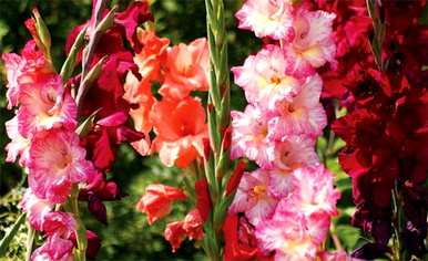 剑兰花图唐菖蒲花语，剑兰花花语是什么？