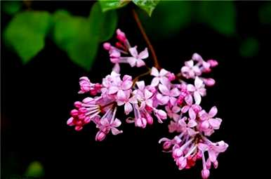 冬季盆栽丁香花苗，盆栽丁香花怎么养？