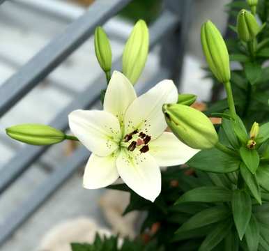 如何种植百合，如何种植百合