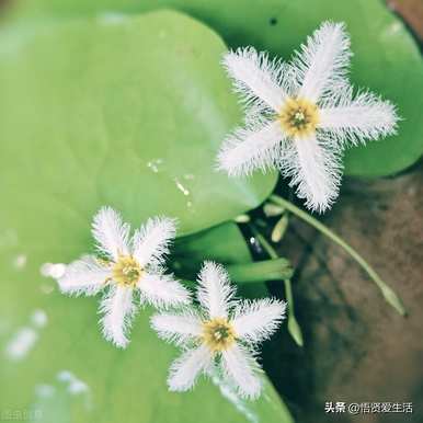 盆栽水生植物有哪些？如何培育盆栽水生植物？