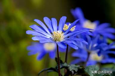 桔梗花语，小皱菊花花语是什么？