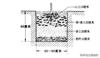 桃树种植方法及工艺图