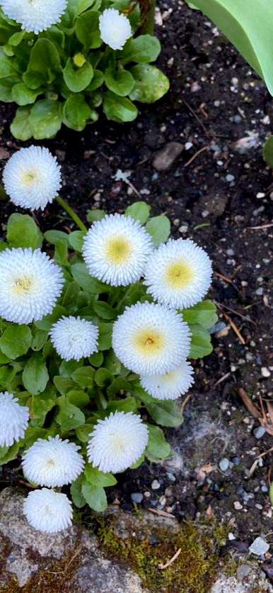 雏菊花期多长？