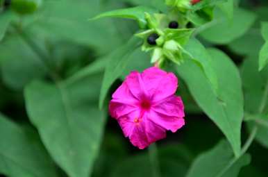 紫茉莉花什么时候开，紫茉莉花一年四季开花？