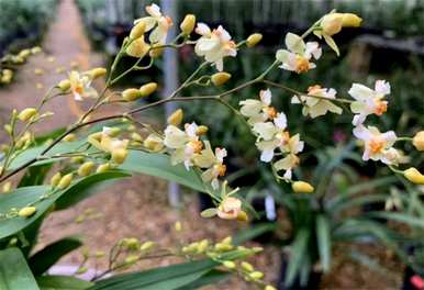 冬季开花有哪些花名，冬季开花有哪些花名？