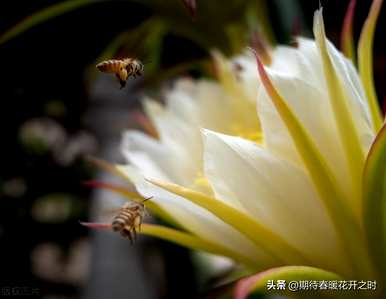 昙花的寓意是什么，昙花的花语和寓意以及图片