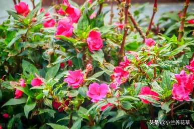 如何在凤仙花种植季节种植凤仙花？