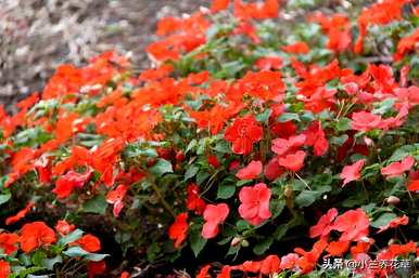 如何在凤仙花种植季节种植凤仙花？