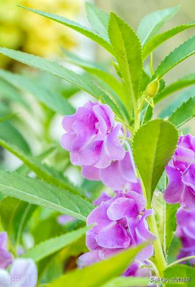 如何在凤仙花种植季节种植凤仙花？