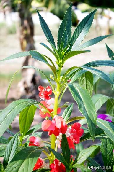 如何在凤仙花种植季节种植凤仙花？