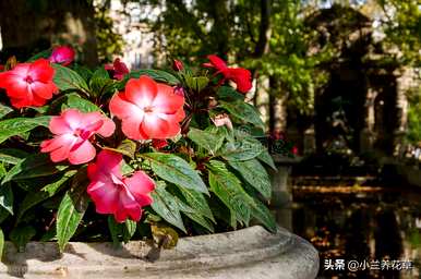 如何在凤仙花种植季节种植凤仙花？