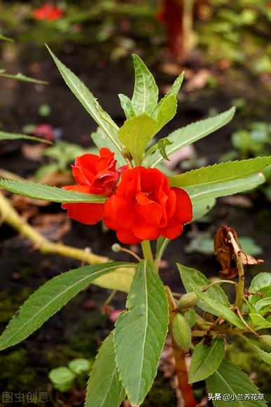 如何在凤仙花种植季节种植凤仙花？