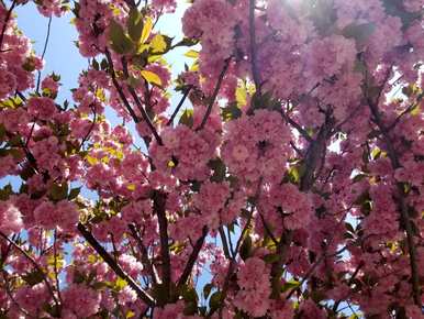 樱花品种有哪些，樱花品种开花顺序有哪些？