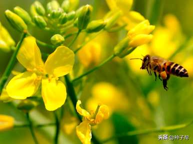 油菜花什么时候开，油菜花什么时候开？