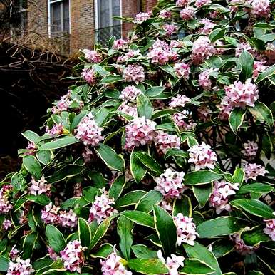 瑞香花有哪些花语，瑞香花语是什么？