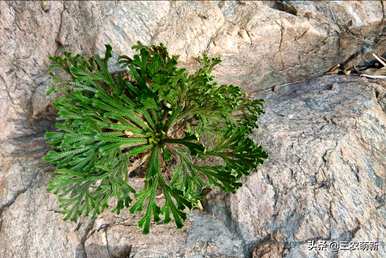 卷柏的植物类别是什么？卷柏室内盆栽与植物相匹配