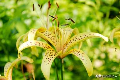 百合什么时候开花三年级，百合什么时候开花？