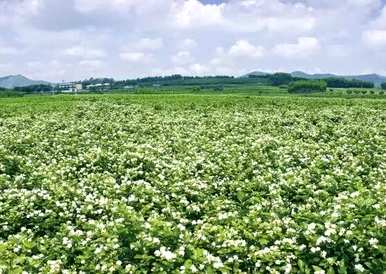 茉莉花开花时间，茉莉花开花时间