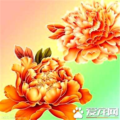 牡丹花什么时候开花，牡丹花什么时候开花？