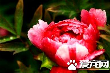 牡丹花什么时候开花，牡丹花什么时候开花？